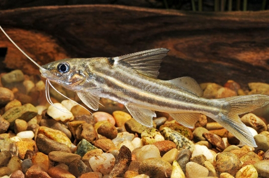 Picture of CAT: PICTUS (4-LINE) *ON SPECIAL*