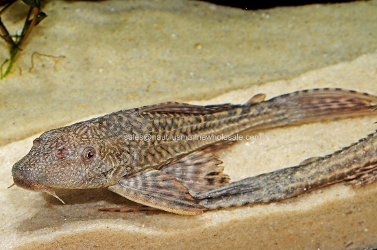 Picture of PLECO: 3.5" COMMON 