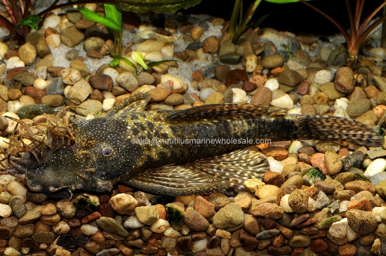 Picture of PLECO: BUSHYNOSE 1-1.5"