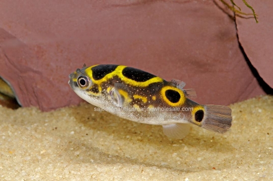 Picture of PUFFER: FIGURE 8