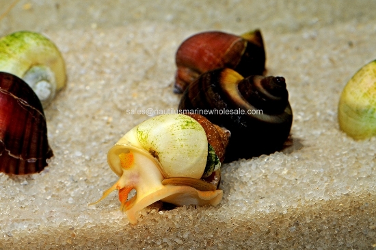 Picture of SNAIL: ASST MYSTERY  *EDLP SPECIAL* (NO AZ, GA, LA) 