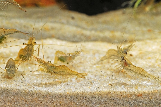 Picture of FEEDER: GHOST SHRIMP BOX WW