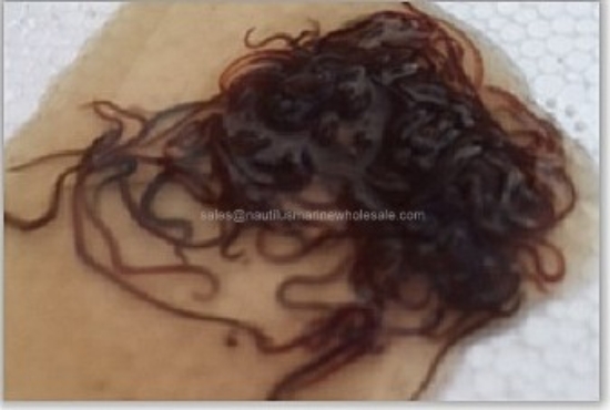 Picture of FEEDER: BLACK WORMS 1/4 LB (Usually not in stock Monday)