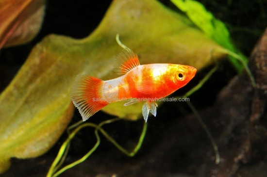 Picture of PLATY: RED TIGER