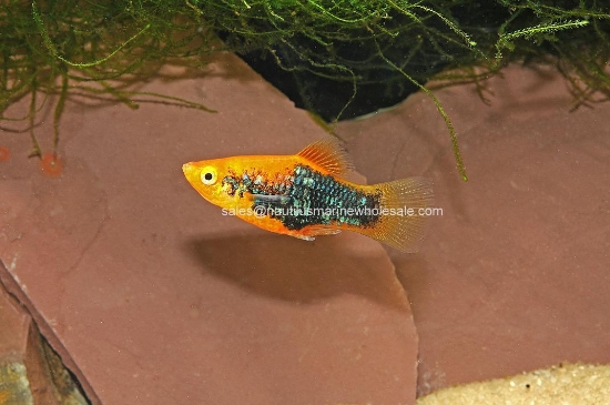 Picture of PLATY: RED TUX