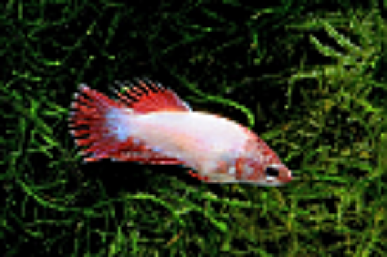 Picture of BETTA: CROWN TAIL FEMALE