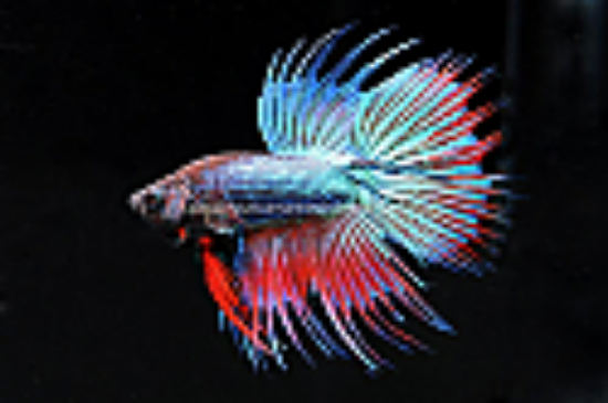Picture of BETTA: CROWN TAIL MALE