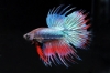 Picture of BETTA: CROWN TAIL MALE