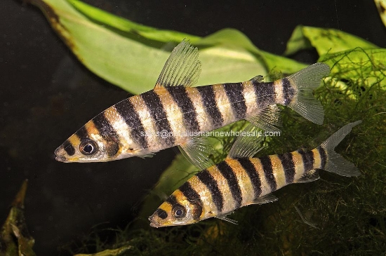 Picture of MISC: LEPORINUS FASCIATUS