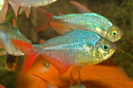 Picture of TETRA: COLOMBIAN