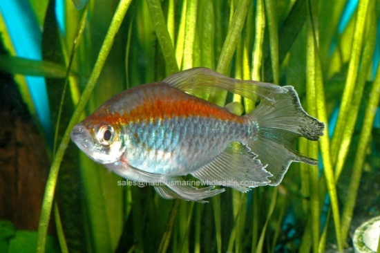 Picture of TETRA: CONGO MALE (IMPORT)