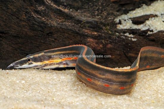 Picture of MISC: EEL FIRE 4-5"