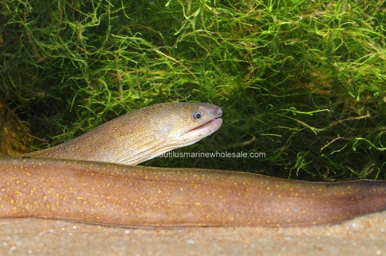Picture of MISC: EEL MORAY MARBLE 10-12"