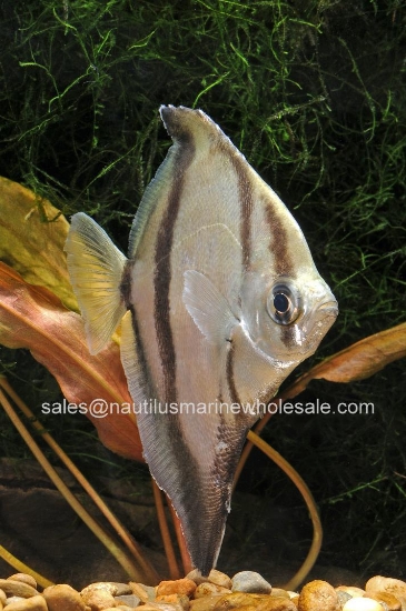 Picture of MISC: MONO SEBAE SM (FW)