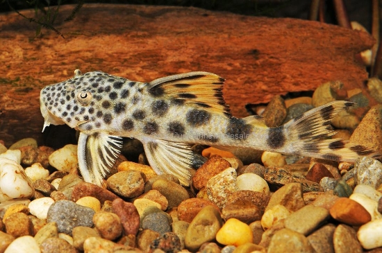 Picture of PLECO: YELLOW SPOT  L-75 MED