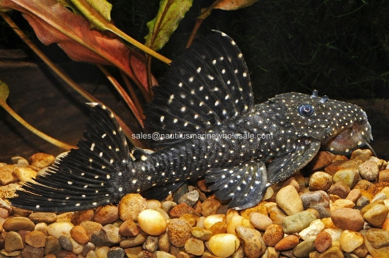 Picture of PLECO: CF. GALAXIAS LG L-240