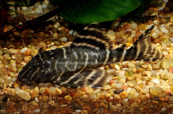 Picture of PLECO: FLASH L-204 (PERU)