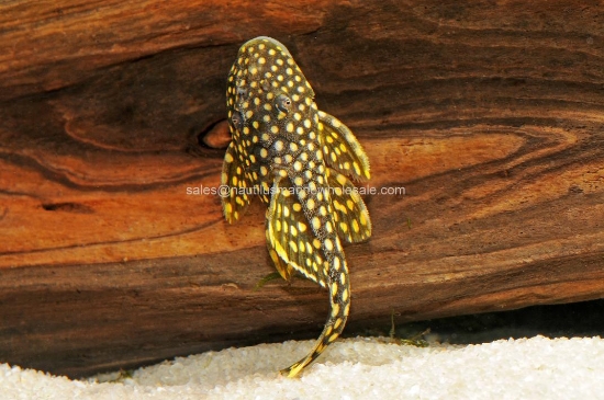 Picture of PLECO: ORANGE SEAM L-81 MD
