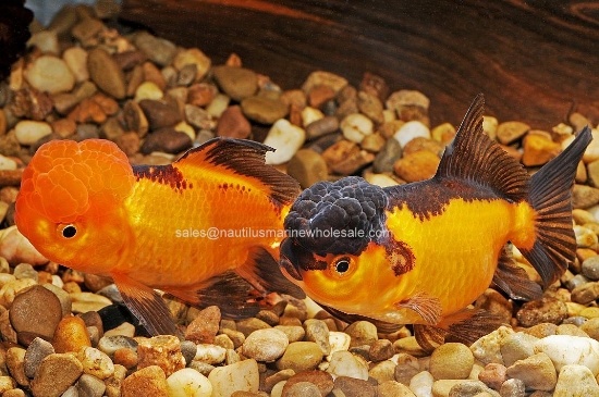 Picture of ORANDA: RED/BLACK 4.5"