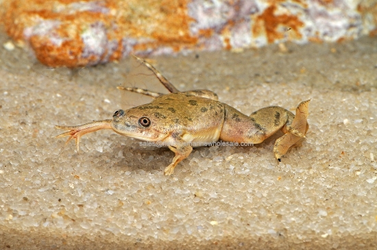 Picture of AMPHIB: FROG CLAWED (NO AZ,CA,HI,KY,NV,NJ,NC,OR,VA,WA)