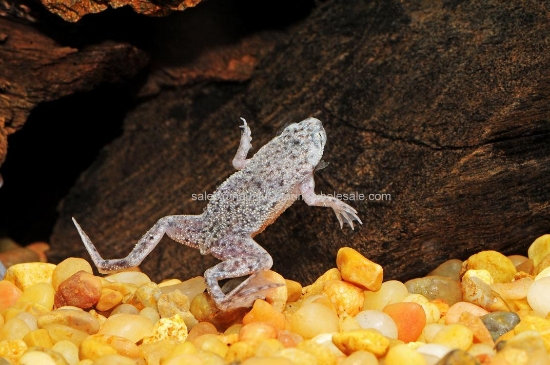 Picture of AMPHIB: FROG DWARF AFRICAN MD (NO VA)