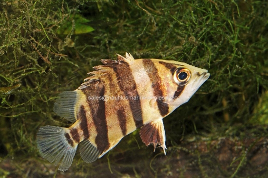 Picture of MISC: TIGER DATNOID 2-3"