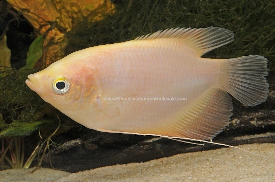 Picture of GOURAMI: GOLD GIANT (TRUE) 