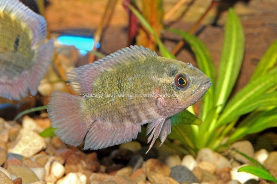 Picture of CICHLID: CHOCOLATE 4"