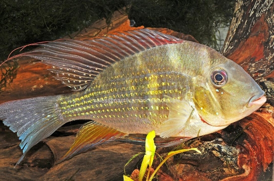 Picture of CICHLID: GEO. HECKELLI REG