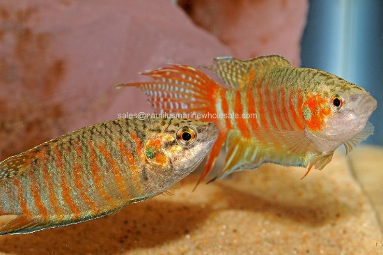 Picture of GOURAMI: PARADISE RED (FL) *ON SPECIAL*