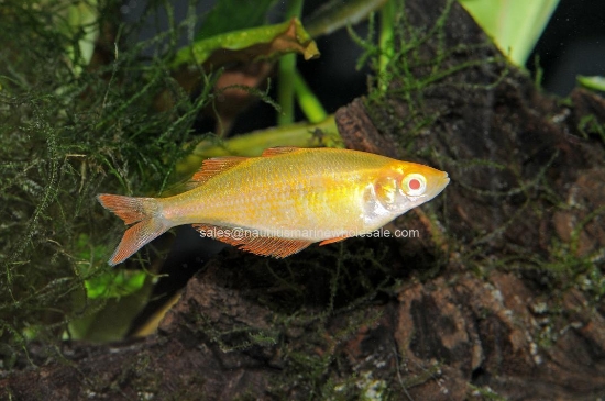 Picture of RAINBOW: MILLENIUM ORANGE ALBINO MD