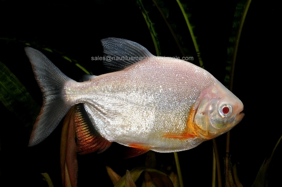 Picture of TETRA: PACU RED BELLY ALBINO LG