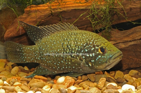 Picture of AFRICAN: OTHER-P. BLEEKERI REG (STARRY NIGHT)