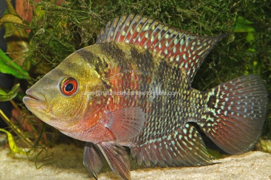 Picture of CICHLID: FLOWER HORN RED DRAGON 5"