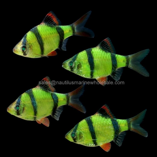 Picture of GLOFISH® : BARB ELECTRIC GREEN® (NO PR)