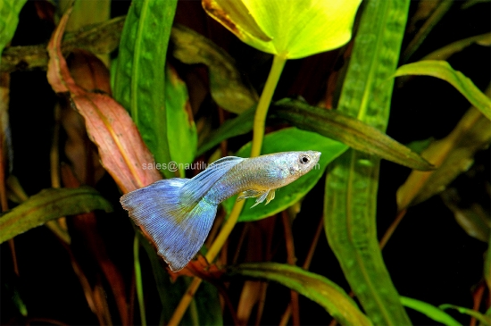 Picture of GUPPY: OCEAN BLUE MALE