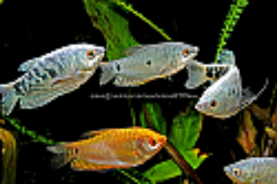Picture of GOURAMI: ASSORTED LG