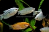 Picture of GOURAMI: ASSORTED LG