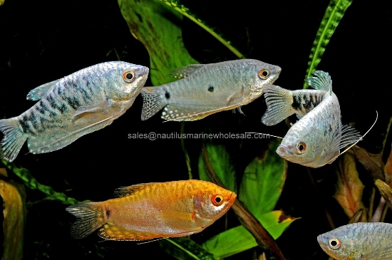 Picture of GOURAMI: ASSORTED LG