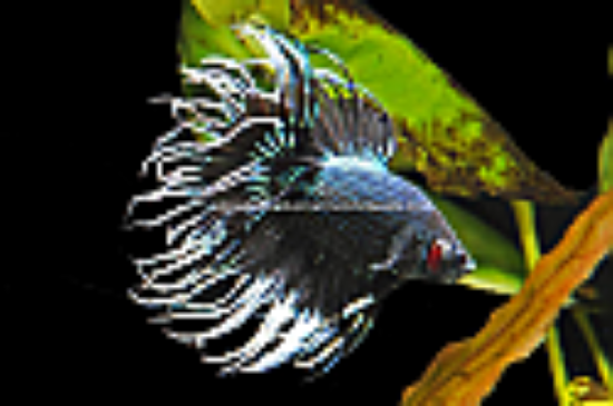 Picture of BETTA: BLACK ORCHID CROWN TAIL MALE
