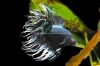 Picture of BETTA: BLACK ORCHID CROWN TAIL MALE
