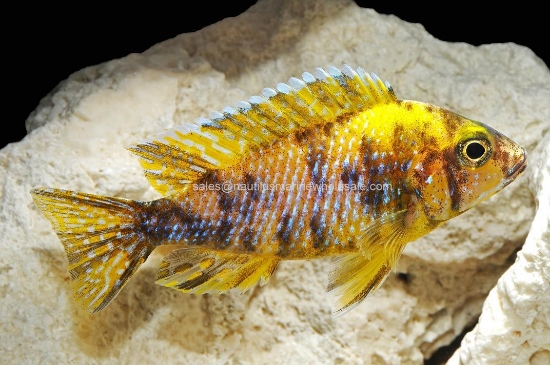 Picture of AFRICAN: PEACOCK YELLOW OB (ORANGE BLOTCH) MALE MD