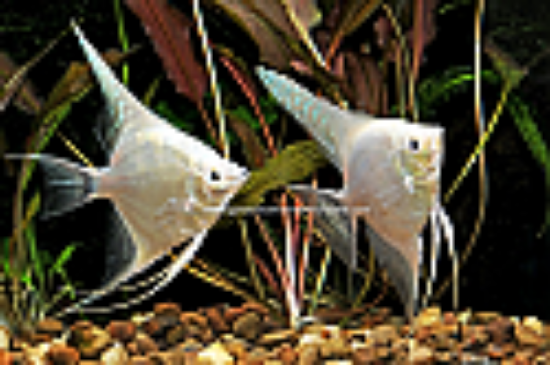 Picture of ANGEL: PLATINUM LG