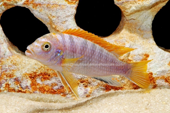Picture of AFRICAN: MBUNA LAB. HONGI REDTOP MD *ON SPECIAL*