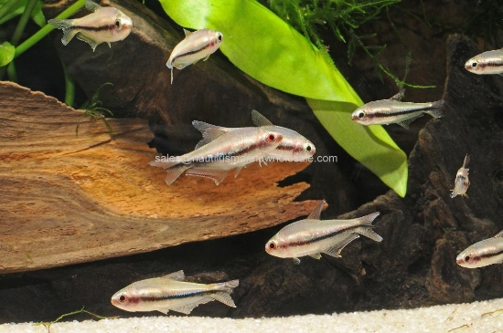 Picture of TETRA: RAINBOW