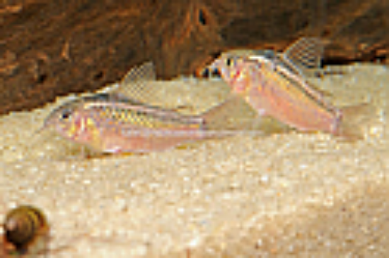 Picture of CORY: ELEGANS