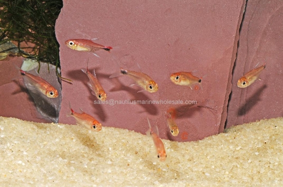 Picture of TETRA: RUBY