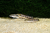 Picture of LOACH: SIDTHIMUNKI 
