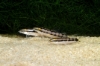 Picture of LOACH: SIDTHIMUNKI 