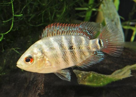 Picture of CICHLID: LYONSI MD 